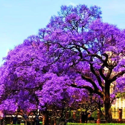 Jacaranda Tree Live Plant, 4 Inch Pot, 6-10 Inch Tall Purple Flowers, Perennial Jacaranda Tree Live Potted