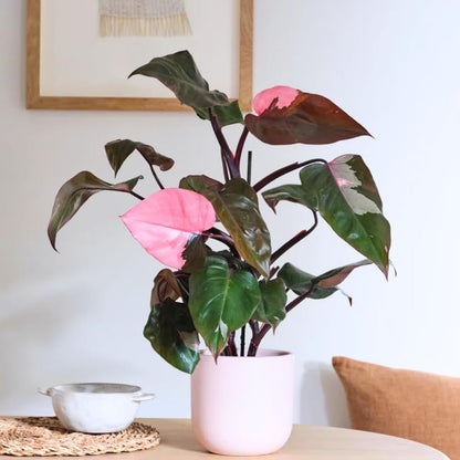 2 Philodendron Live Plant 5-9" Tall, Rare Tropical Indoor Houseplant Home Garden (Mix Rare Philodendron)
