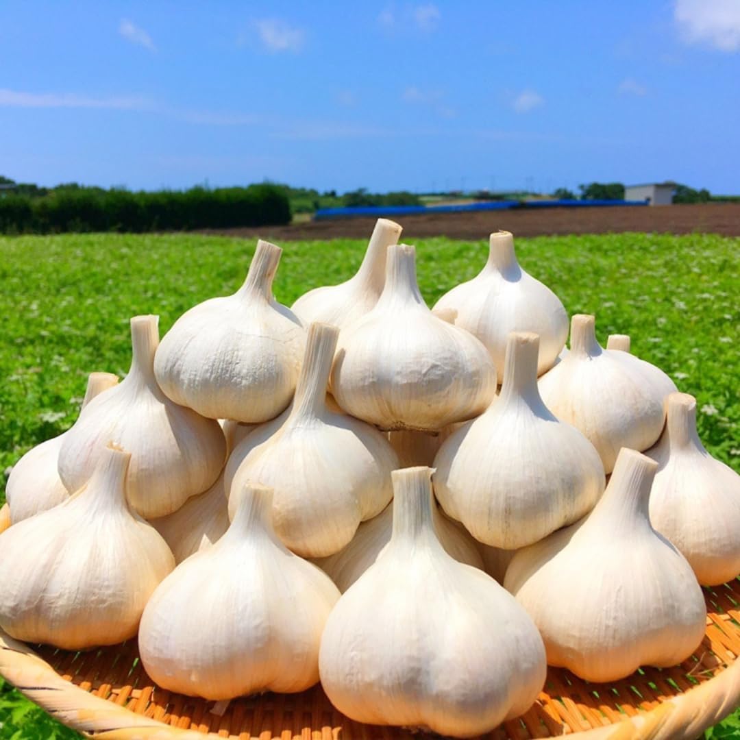 1 Pound Hard Neck Garlic for Planting in Fall, Music Garlic Bulb for Planting, Fresh and High Yield, Cold Hardy, Planting Softneck Hardneck