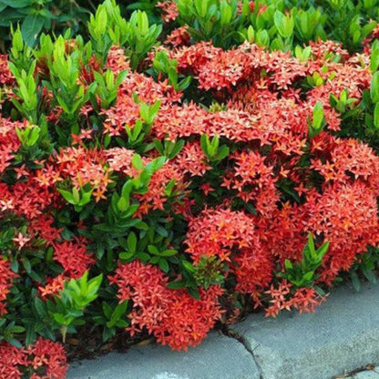2 Red Ixora Live Plants, Well-Rooted Flowering Ixora Shrub Seedlings, 4-9” Tall, Tropical Ixora Bush for Indoor or Outdoor Garden