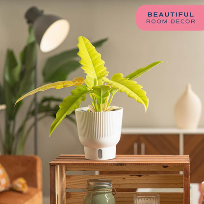 Costa Farms Philodendron Golden Crocodile, Rare Unique Live Indoor Plant in 6-Inch Self-Watering Houseplant Pot, Potting Soil, Trending Tropicals Collection, Room and Home Decor