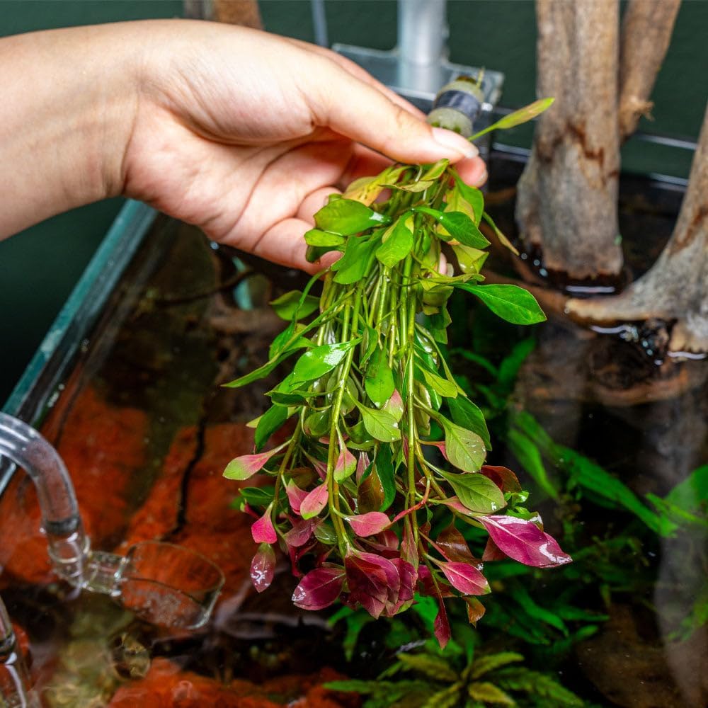 SubstrateSource Live Plants – Ludwigia Ovalis – Moderate to High Light, Green to Orange, Midground Accent – Lead Bunch, 4 Pack