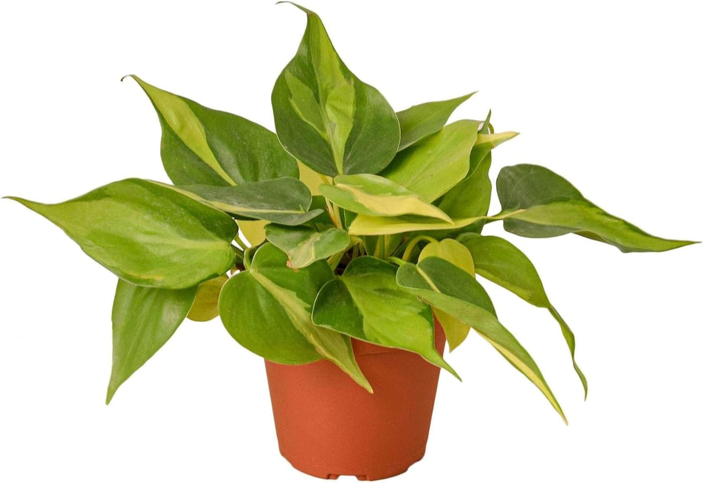 Philodendron Hederaceum Brasil Live Plant for Indoor | Different Houseplants in 3'' Pot | Real House Plant for Living Room, Office, Desk & Bathroom | Cordatum Brasil Cordatum