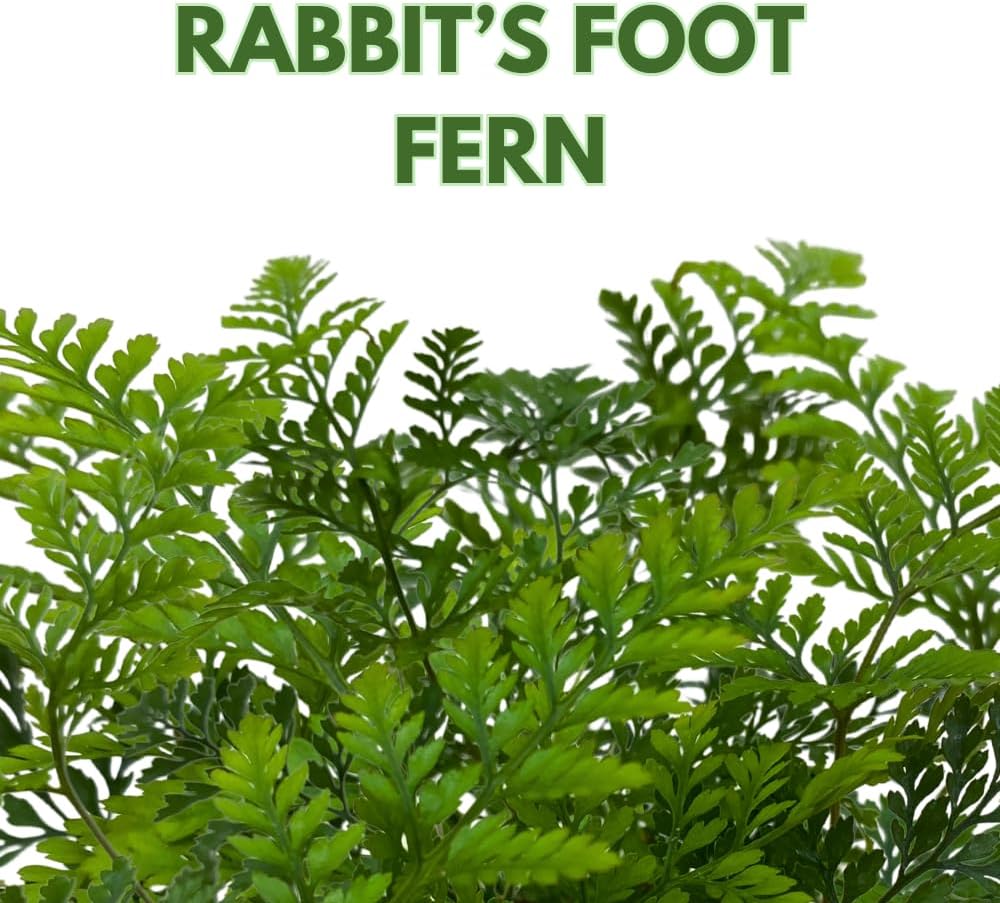 BubbleBlooms Rabbit's Foot Fern in a 4 inch Pot with Furry Roots Like a Deer's Foot Davallia canariensis fejeensis