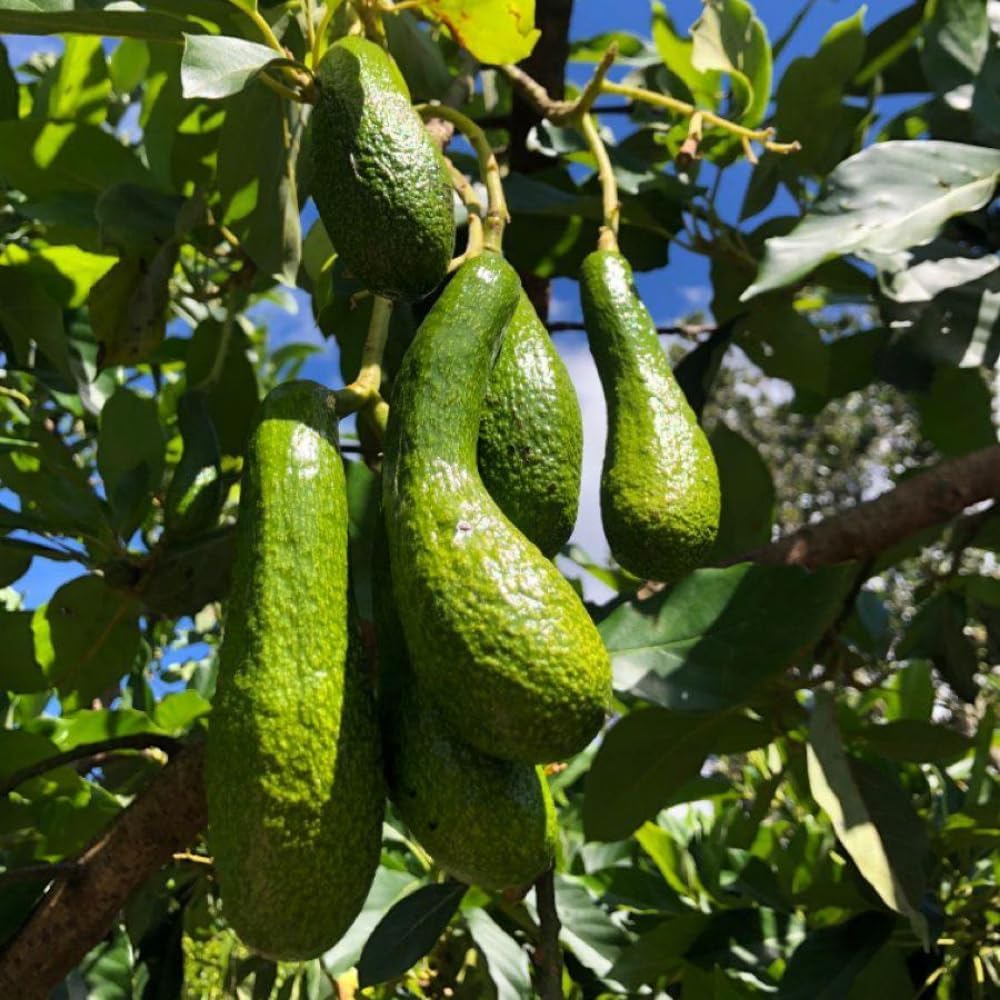 Avocado Trees Live Plant, 3 Gallon Pot, Grafted Avocado Tree, 2 Ft Long Avocado Fruits Plant, No Ship to CA