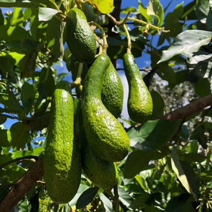 Avocado Trees Live Plant, 3 Gallon Pot, Grafted Avocado Tree, 2 Ft Long Avocado Fruits Plant, No Ship to CA