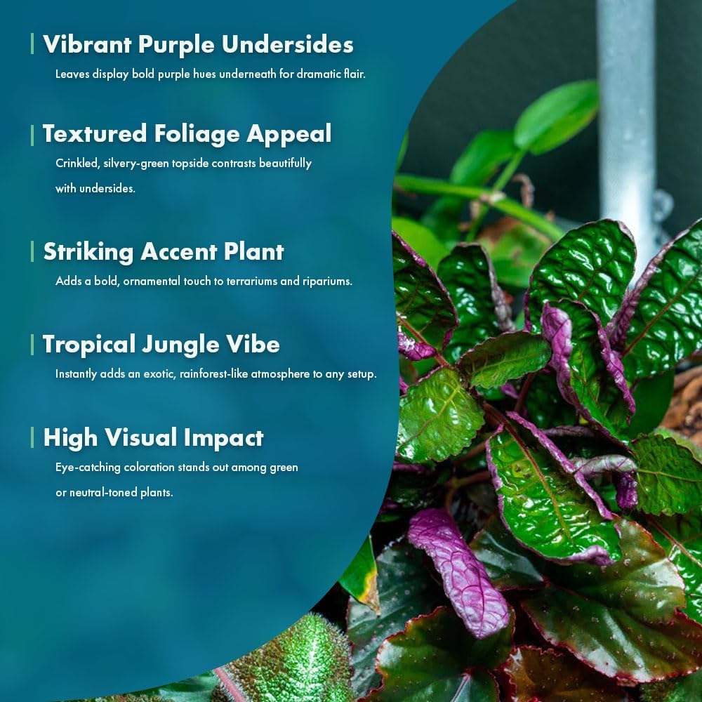 SubstrateSource Live Jungle Plants - Hemigraphis colorata (Hemigraphis sp.) - Low to Medium Light, Purple Green, Terrarium or Paludarium, Decorative Rosette Foliage - Pot