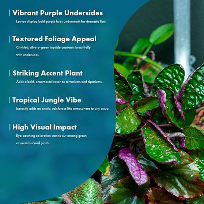 SubstrateSource Live Jungle Plants - Hemigraphis colorata (Hemigraphis sp.) - Low to Medium Light, Purple Green, Terrarium or Paludarium, Decorative Rosette Foliage - Pot