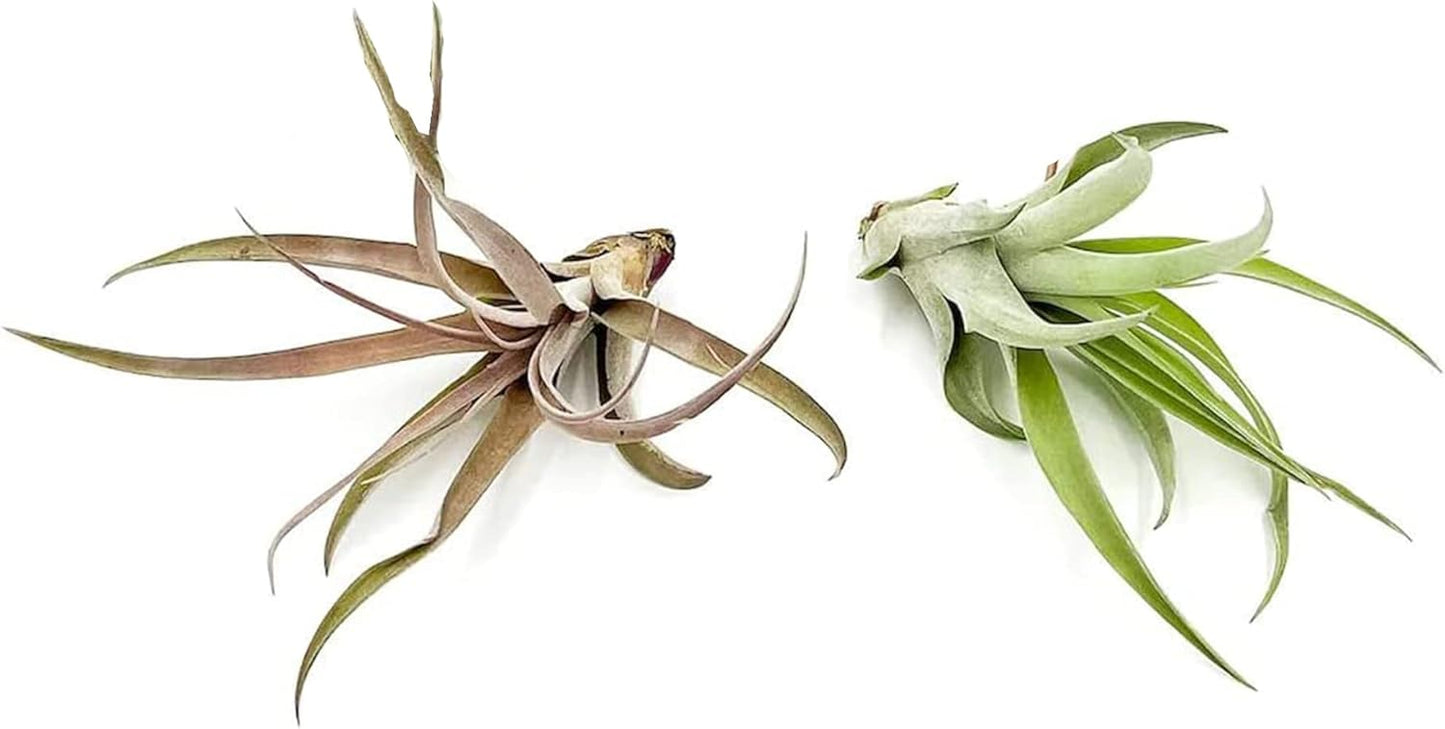 ragnaroc Air Plants - Tillandsia Capitata (Peach), Large 5-7” - 2 ct - Live Arrival Guaranteed - House Plants for Home Decor & Gift
