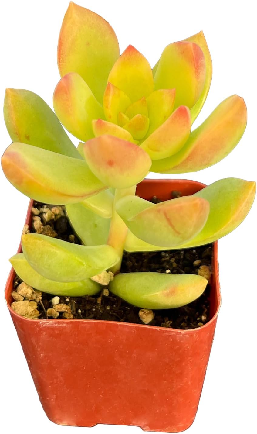 Sprout N Green Sedum Golden Glow | Sedum adolphi Golden Glow, 1 Live Mini Succulent Plant Fully Rooted in 2" Pot, Real House Plant for Wedding Decoration DIY Projects Party Favor