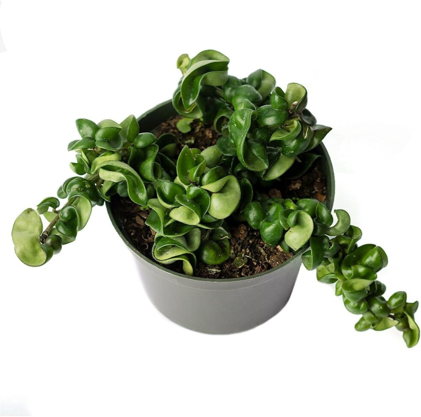 American Plant Exchange Hoya Compacta Hindu Rope, 6-Inch Pot, Live Flowering Wax Plant, Exotic Indoor Houseplant