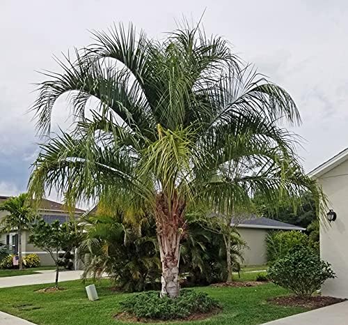 Mule Palm - Live Plant in a 3 Gallon Growers Pot - Xbutiagrus Nabonnandii - Rare Ornamental Palms of Florida