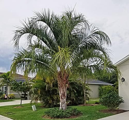 Mule Palm - Live Plant in a 3 Gallon Growers Pot - Xbutiagrus Nabonnandii - Rare Ornamental Palms of Florida
