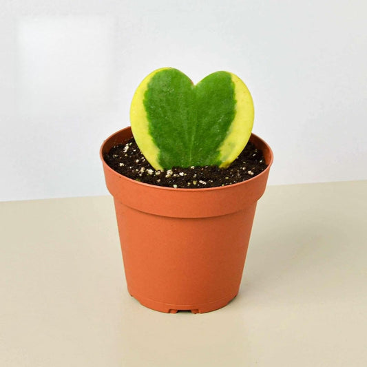 Hoya Sweetheart Variegated Live Plant for Indoor | Different Houseplants in 3'' Pot | Real House Plant for Living Room, Office, Desk & Bathroom | Lucky-Heart | Hoya kerrii