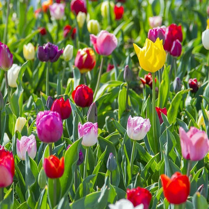 Peony-Style Double Bloom Tulips-10 Bulbs–Red, Pink, White, Yellow & Orange Premium Flowers | Late Blooming Spring Perennials for Gardens & Containers – Zones 3–8 (10 Colorful Mixed Tulip Collection)