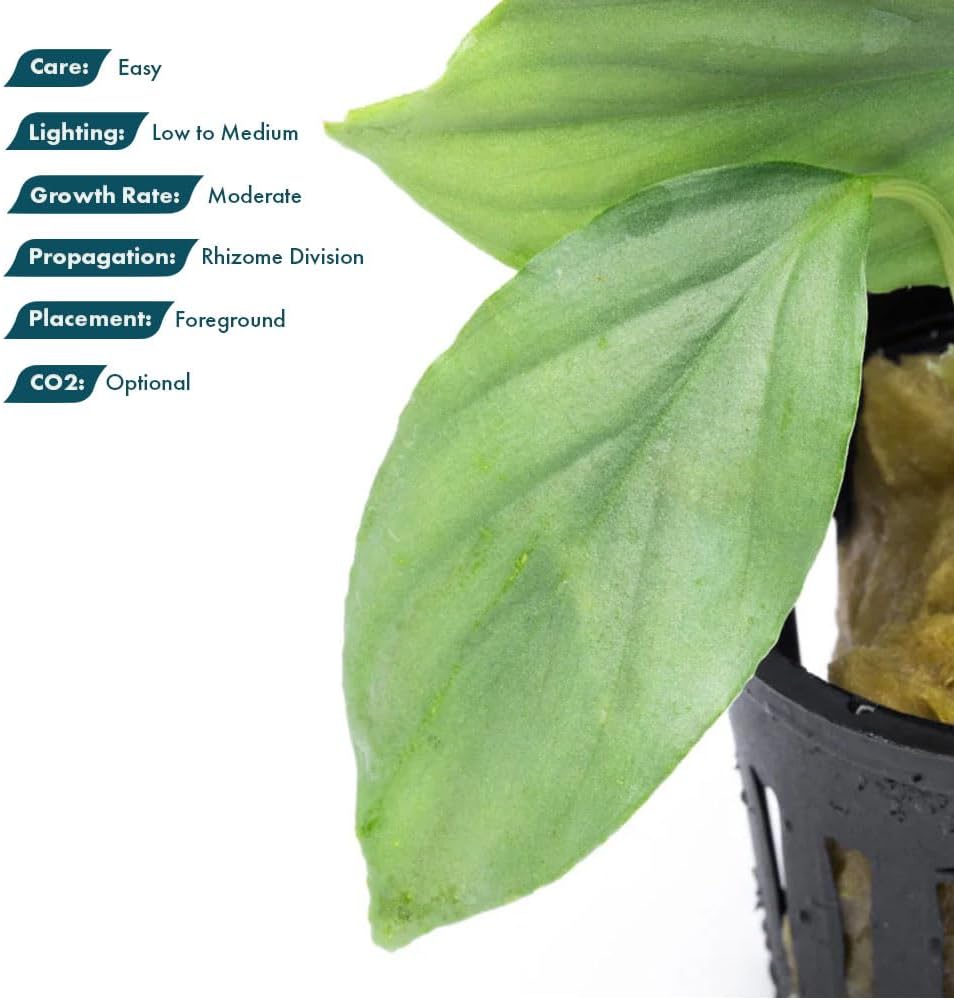 SubstrateSource Live Jungle Plant - Homalomena sp. 'Silver' - Easy Care, Low to Medium Light, Silver-Green Accent, Freshwater Terrestrial Plant for Paludariums and Ripariums - Pot