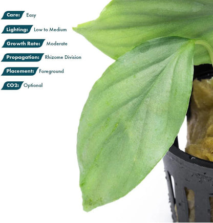 SubstrateSource Live Jungle Plant - Homalomena sp. 'Silver' - Easy Care, Low to Medium Light, Silver-Green Accent, Freshwater Terrestrial Plant for Paludariums and Ripariums - Pot