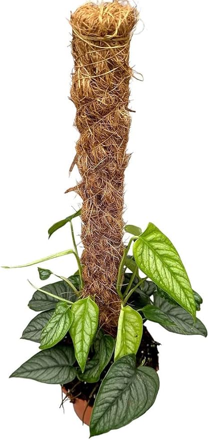 Monstera Siltepecana Matuda Planting Mix - Promotes Steady Growth and Healthy Leaves - 10 Quart (2 Bags of 5 Quart)