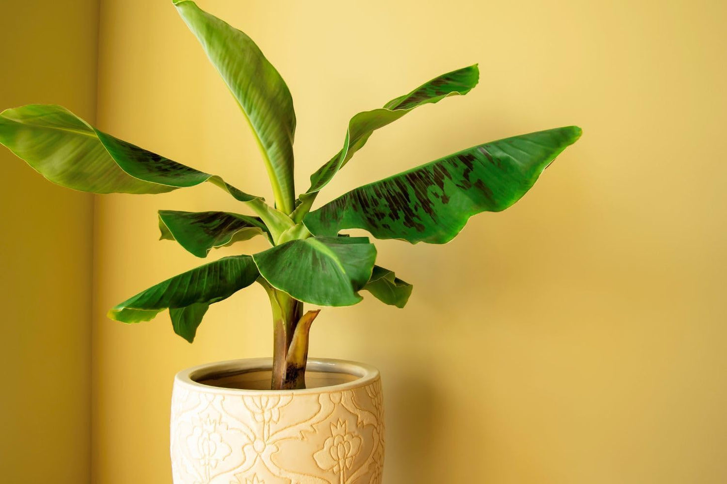 Gardenera Organic Banana Tree Soil Mix - Specially Designed for Thriving Banana Plants - Nutrient-Rich Blend for Healthy Root Development and Lush Foliage (2 Quart)