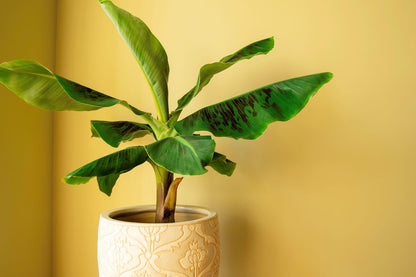 Gardenera Organic Banana Tree Soil Mix - Specially Designed for Thriving Banana Plants - Nutrient-Rich Blend for Healthy Root Development and Lush Foliage (2 Quart)