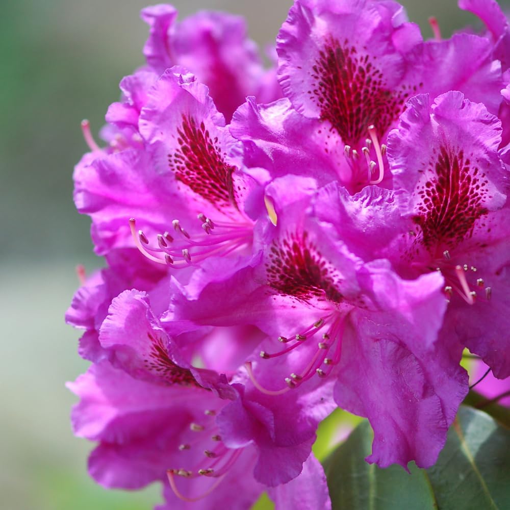 Rhododendrons Plant Live, Pink Purple Rhododendron Shrub, Large Flowering Tree 1 Gallon Potted for Gardening
