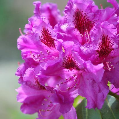Rhododendrons Plant Live, Pink Purple Rhododendron Shrub, Large Flowering Tree 1 Gallon Potted for Gardening