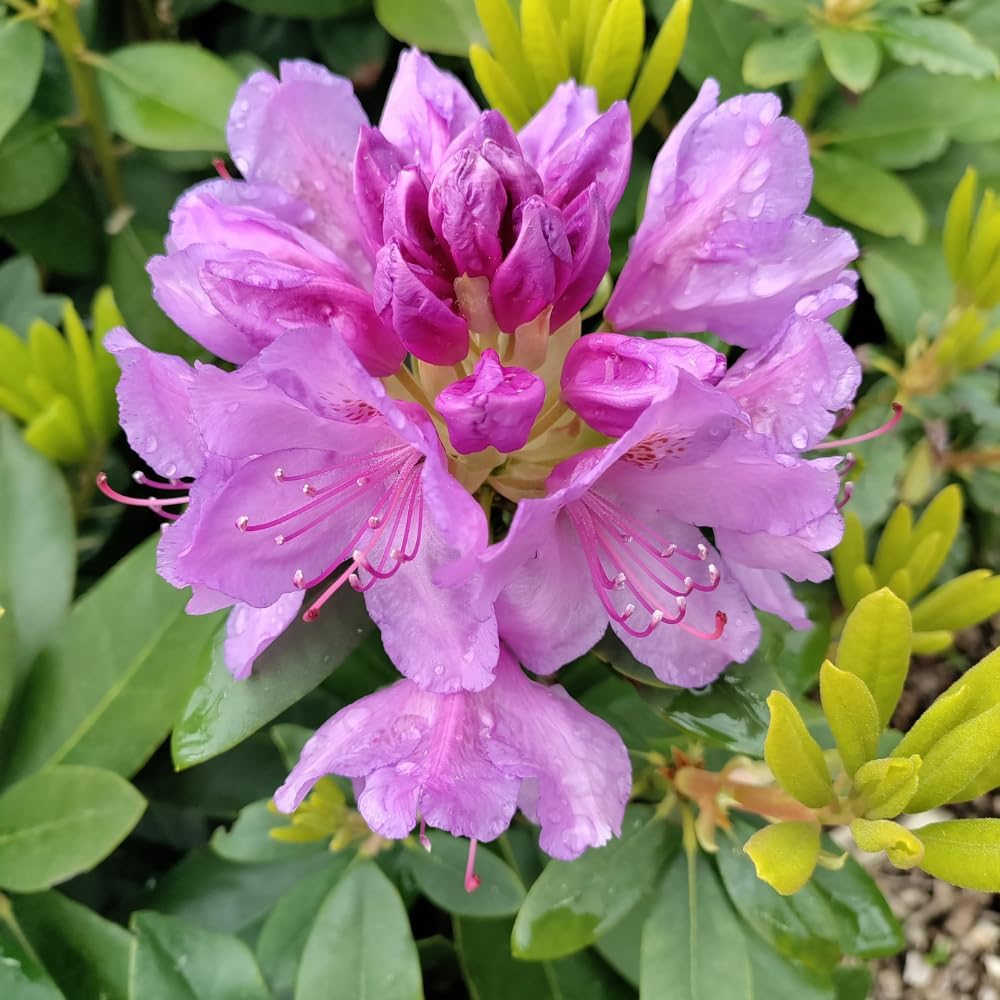 Rhododendrons Plant Live, Light Purple Rhododendron Shrub, Large Flowering Tree 1 Gallon Potted for Gardening