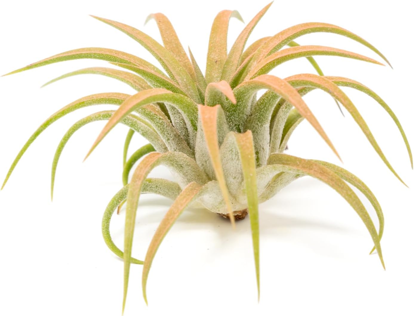 Coral Colorful Tillandsia Air Plants - Long Lasting Color Enhanced Live Tillandsia Succulent House Plants - Home and Garden Decor - Easy Care Indoor/Outdoor Plants (Ionantha Rubra, Pack of 3)