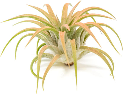Coral Colorful Tillandsia Air Plants - Long Lasting Color Enhanced Live Tillandsia Succulent House Plants - Home and Garden Decor - Easy Care Indoor/Outdoor Plants (Ionantha Rubra, Pack of 3)
