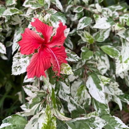2 Hibiscus Live Plants, Clump 8-12” Tall, Hardy Hibiscus Plants Live, Hibiscus Trees Flowering Shrub (Snow Queen Hibiscus)