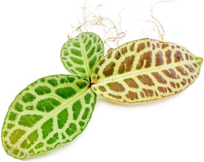 SubstrateSource Live Jungle Plant - Labisia jangkang - Moderate Care, Indirect Light, Dark Green with Light Veins Accent, Terrarium or Indoor Rosette Plant - Loose/Bare Root
