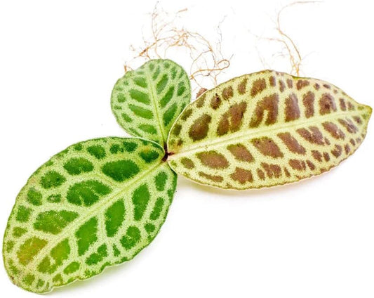 SubstrateSource Live Jungle Plant - Labisia jangkang - Moderate Care, Indirect Light, Dark Green with Light Veins Accent, Terrarium or Indoor Rosette Plant - Loose/Bare Root