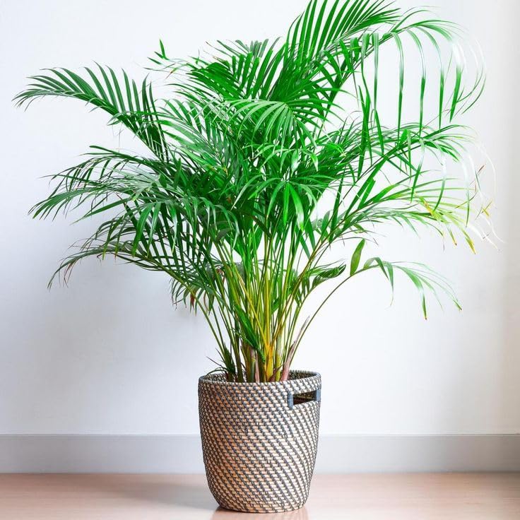 Seeds Parlor Palm Neanthe Bella Palm Chamaedorea Rare Perennial Tree