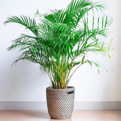 Seeds Parlor Palm Neanthe Bella Palm Chamaedorea Rare Perennial Tree