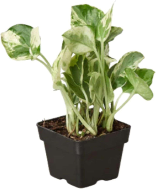 Pothos N'joy Live Plant for Indoor | Different Houseplants in 4'' & 6'' Pot | Real House Plant for Living Room, Office, Desk & Bathroom | Devil's Ivy | Epipremnum Aureum
