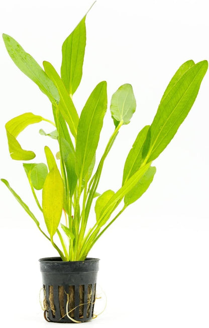 SubstrateSource Echinodorus Red Devil Sword Live Plant for Freshwater Aquariums, Natural Fish Tank Decorations, and Aquatic Decor (1 Pot (2-3 Plants))