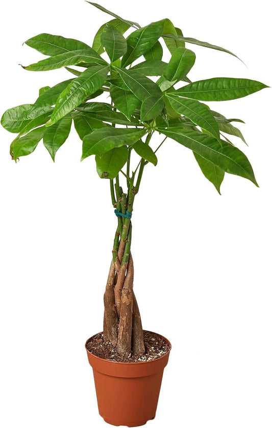 Money Tree 'Guiana Chestnut' Pachira Braid Live Plant for Indoor | Different Houseplants in 4'' & 6'' Pot | Real House Plant for Living Room, Office, Desk & Bathroom |