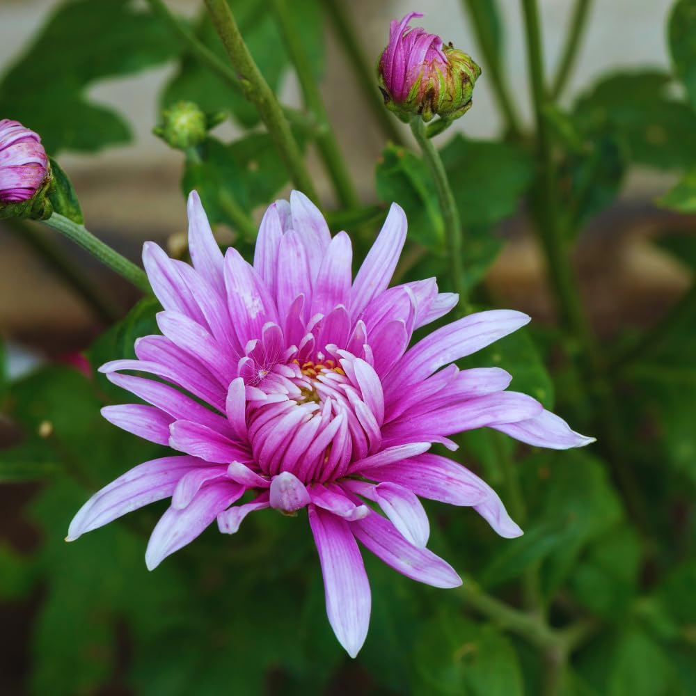 Chrysanthemum Plants Live Tree Well Rooted, 4 to 6 Inches Tall, Mums Plants Live, 2 Plants for The Patio and Garden (Purple)