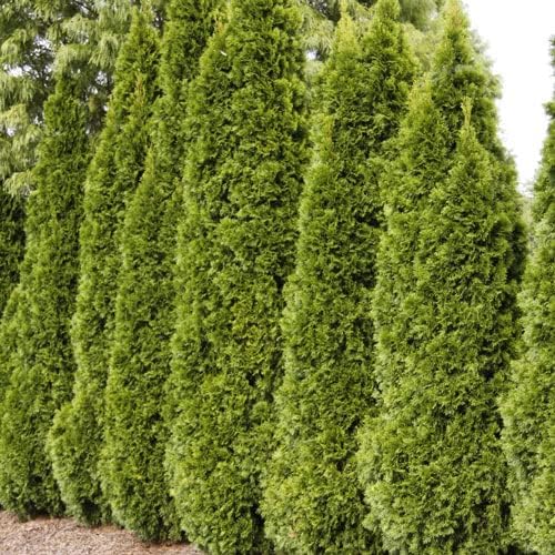 Ten Pack of Emerald Arborvitaes - Evergreen Privacy Hedge - 10 Live Plants Shipped 1 to 2 Feet Tall by DAS Farms (No California)