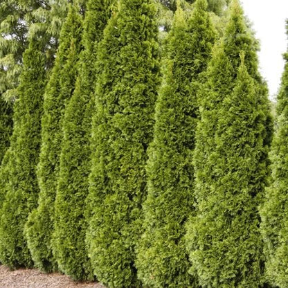 Four Pack of Emerald Arborvitaes - Evergreen Privacy Hedge - 4 Live Plants Shipped 1 to 2 Feet Tall by DAS Farms (No California)