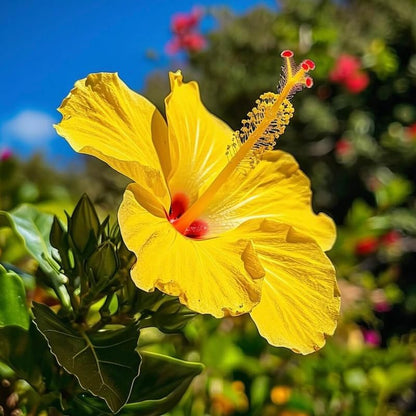 Tropical Yellow Hibiscus Plant Live, Hardy Hibiscus Flowers Colorful Blooms for Outdoor Landscapes, 8-10 Inch Height, Hibiscus Shrubs, No Pot, Well-Rooted