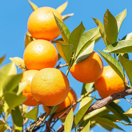 Orange Tree Live, Valencia Orange Tree 2 to 3 Feet Height, Fruit Plant Live in Pot, Citrus Outdoor Trees Live Plant No Ship to CA