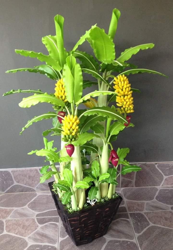 Seeds Exotic Ornamental Banana Tree Fruits for Planting Beatuful Non GMO