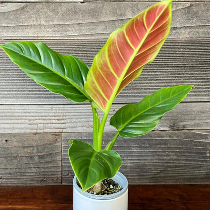 2 Rare Philodendron Live Plant 5-9" Tall, Rare Tropical Indoor Houseplant Home Garden