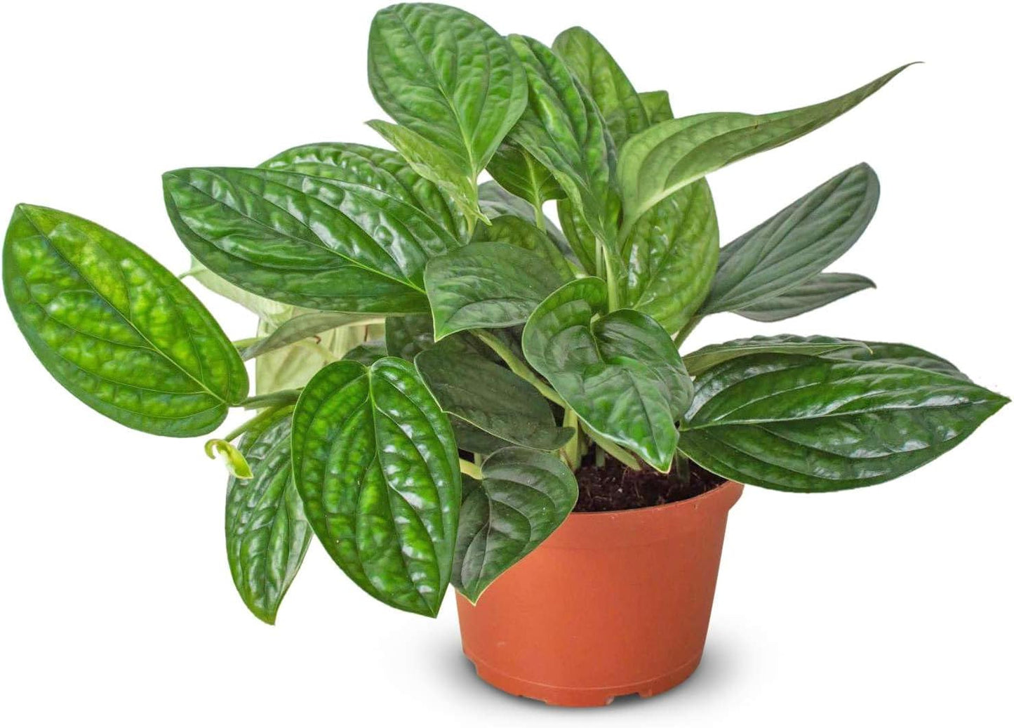 Monstera Peru Live Plant for Indoor | Different Houseplants in 4'' & 6'' Pot | Real House Plant for Living Room, Office, Desk & Bathroom | Peru