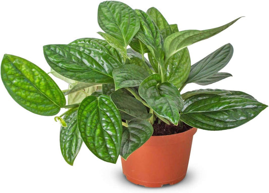 Monstera Peru Live Plant for Indoor | Different Houseplants in 4'' & 6'' Pot | Real House Plant for Living Room, Office, Desk & Bathroom | Peru