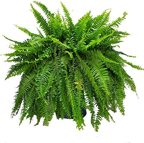 Live Boston Fern Hanging Basket – 12" Basket with 34” Wide Lush Green Fronds – Air-Purifying Houseplant – Pet Friendly & Easy Care for Home, Porch, Patio, or Office Décor