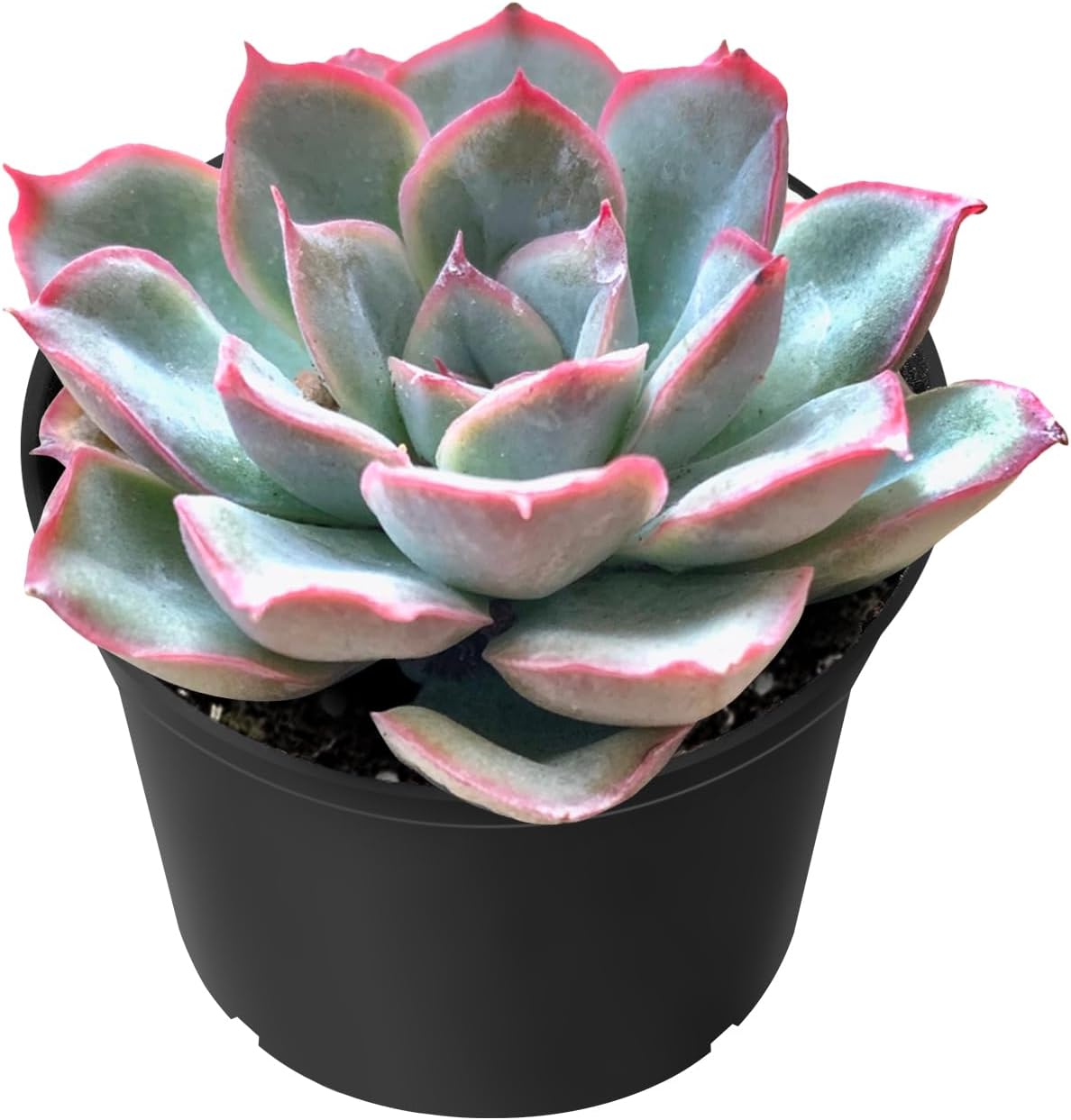 Sprout N Green Echeveria Orion, Live Succulent Plant Fully Rooted in 2" Pots with Soil Mix, Real Houseplant for Indoor Outdoor Home Office Wedding Decoration Party Favor