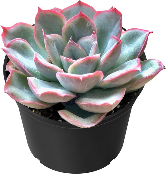 Sprout N Green Echeveria Orion, Live Succulent Plant Fully Rooted in 2" Pots with Soil Mix, Real Houseplant for Indoor Outdoor Home Office Wedding Decoration Party Favor
