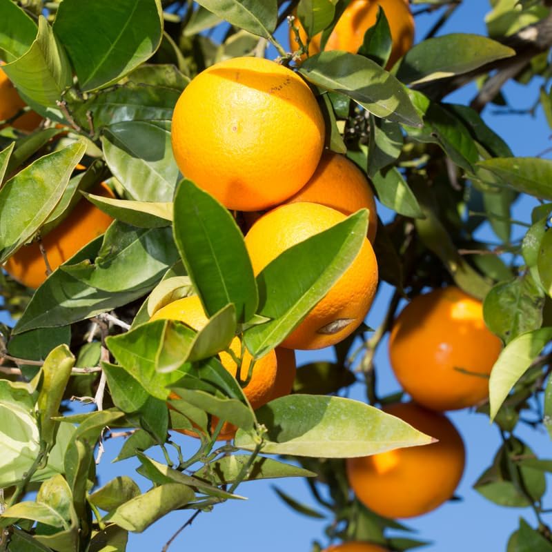 Live Valencia Orange Tree, Citrus Tree, Live Valencia Orange Plant Outdoor, 2 Feet Tall Potted Trees No Ship to CA